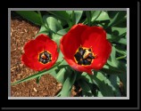 Spring Flower1 * 2272 x 1704 * (1.4MB)